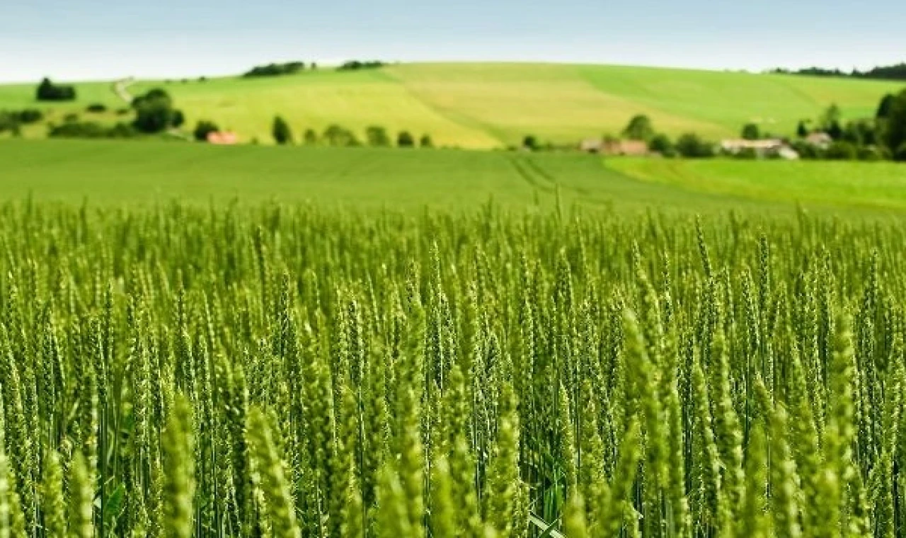 Tarım-ÜFE yıllık yüzde 45,40 arttı! Tek yıllık bitkisel ürünlerde sert fiyat artışı