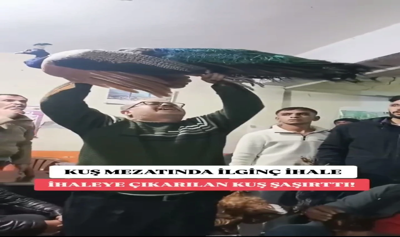 Şanlıurfa’da Kuş Mezadında İlk Kez Tavus Kuşu Satıldı: 5 Bin 700 TL’ye Alıcısını Buldu