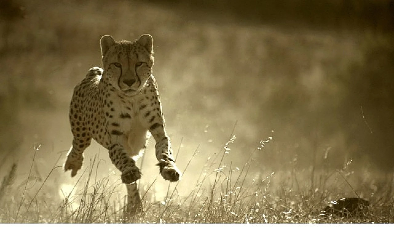 apos;Büyük Kediler Dünyası’,   1 Şubat Pazar 20.00’de   National Geographic WILD Ekranlarında!