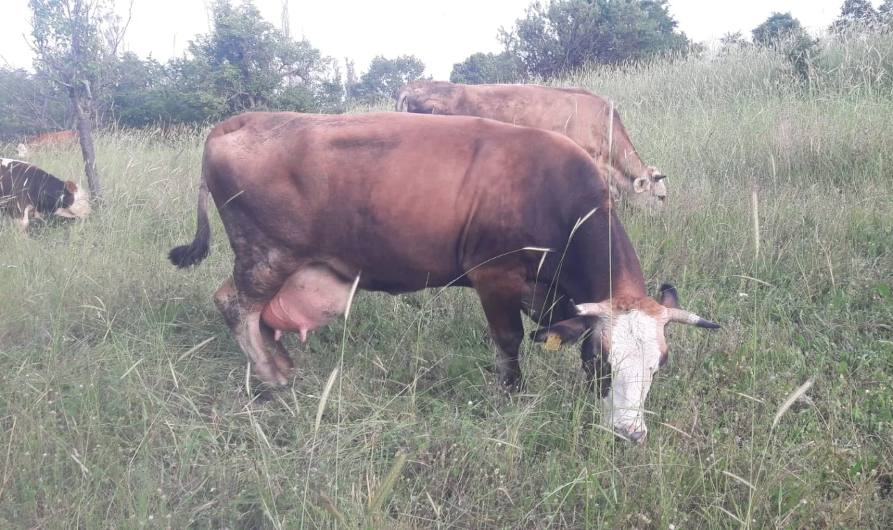 Bilecik Pazaryeri’nde çok sayıda mahalle ve köy karantinada