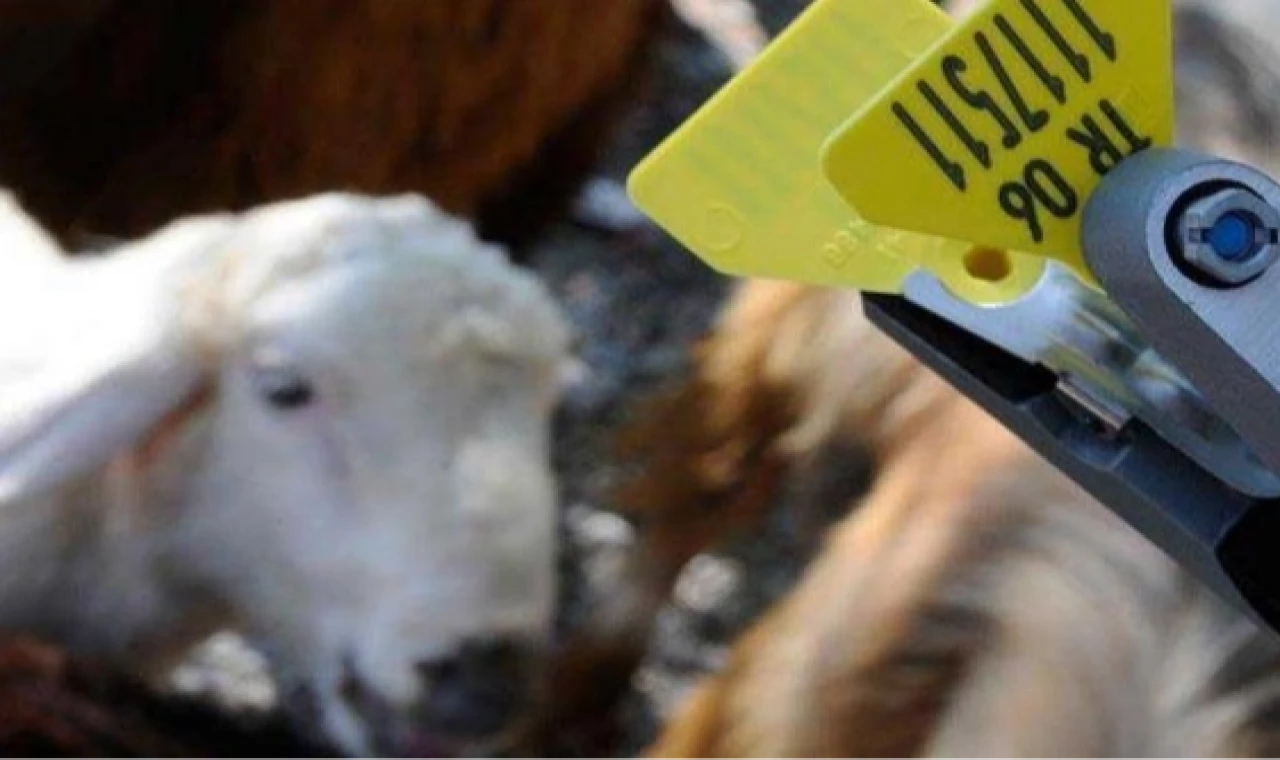 Hayvan sahiplerine aşı ve küpe ücretlerinde önemli ayar... O ücretler desteklemeden düşecek