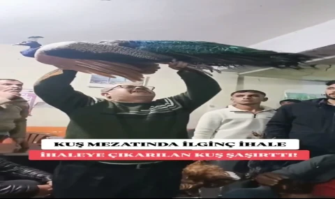 Şanlıurfa’da Kuş Mezadında İlk Kez Tavus Kuşu Satıldı: 5 Bin 700 TL’ye Alıcısını Buldu