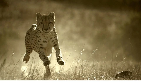 apos;Büyük Kediler Dünyası’,   1 Şubat Pazar 20.00’de   National Geographic WILD Ekranlarında!