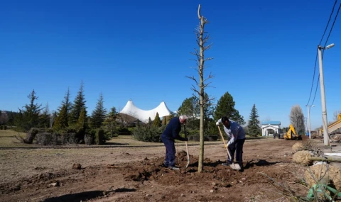 Eskişehir Sazova Parkı’nda kavakların yerini çınarlar alıyor