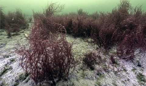 Mekânın sahipleri geri döndü